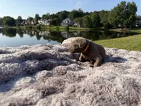 Orange, a male Labrador Retriever for sale in Kennesaw, GA – 3 of 6