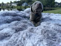 Blue, a male Labrador Retriever for sale in Kennesaw, GA – 3 of 10