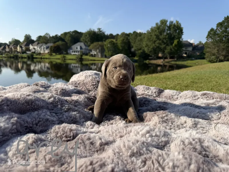 Grey – Labrador Retriever puppy for sale in Kennesaw, GA