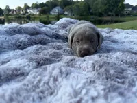 Blue, a male Labrador Retriever for sale in Kennesaw, GA – 8 of 10