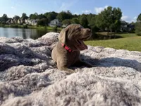 Pink, a female Labrador Retriever for sale in Kennesaw, GA – 3 of 6