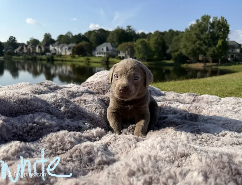 White – Labrador Retriever puppy for sale in Kennesaw, GA