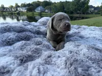 Blue, a male Labrador Retriever for sale in Kennesaw, GA – 2 of 10