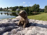 Black, a male Labrador Retriever for sale in Kennesaw, GA – 7 of 8