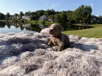 Purple, a female Labrador Retriever for sale in Kennesaw, GA – 4 of 8