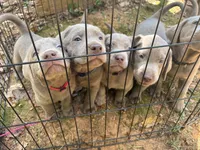 Red, a male Labrador Retriever for sale in Kennesaw, GA – 5 of 8