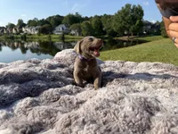 Purple, a female Labrador Retriever for sale in Kennesaw, GA – 2 of 8