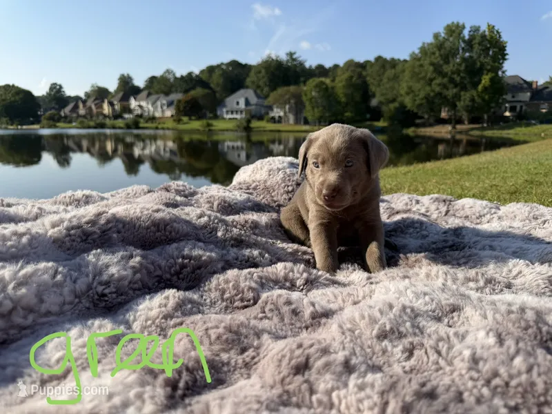 Green – Labrador Retriever puppy for sale in Kennesaw, GA