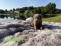 Green, a male Labrador Retriever for sale in Kennesaw, GA – 1 of 10