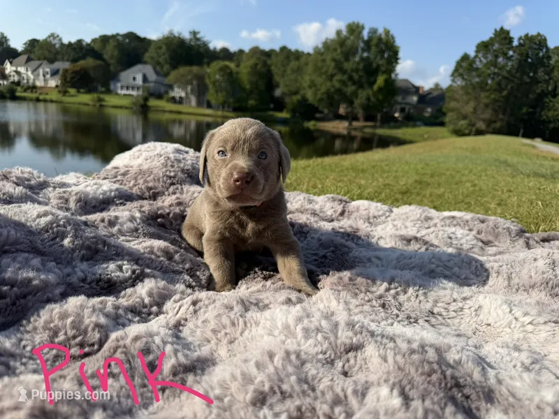 Pink – Labrador Retriever puppy for sale in Kennesaw, GA