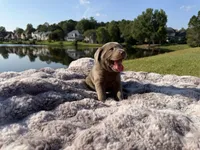 Green, a male Labrador Retriever for sale in Kennesaw, GA – 5 of 10