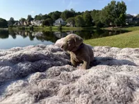 Purple, a female Labrador Retriever for sale in Kennesaw, GA – 5 of 8