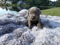 Blue, a male Labrador Retriever for sale in Kennesaw, GA – 5 of 10