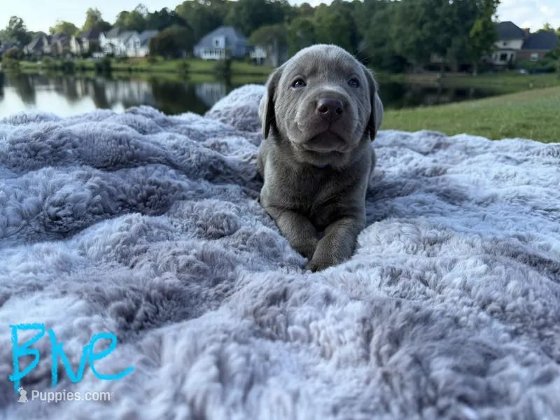 Blue – Labrador Retriever puppy for sale in Kennesaw, GA