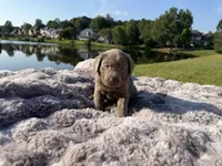 Green, a male Labrador Retriever for sale in Kennesaw, GA – 2 of 10