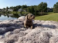 Purple, a female Labrador Retriever for sale in Kennesaw, GA – 6 of 8