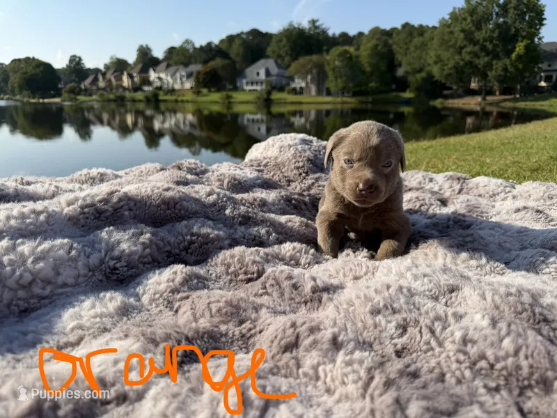 Orange – Labrador Retriever puppy for sale in Kennesaw, GA