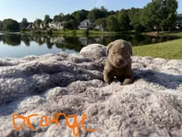 Orange, a male Labrador Retriever for sale in Kennesaw, GA – 1 of 6
