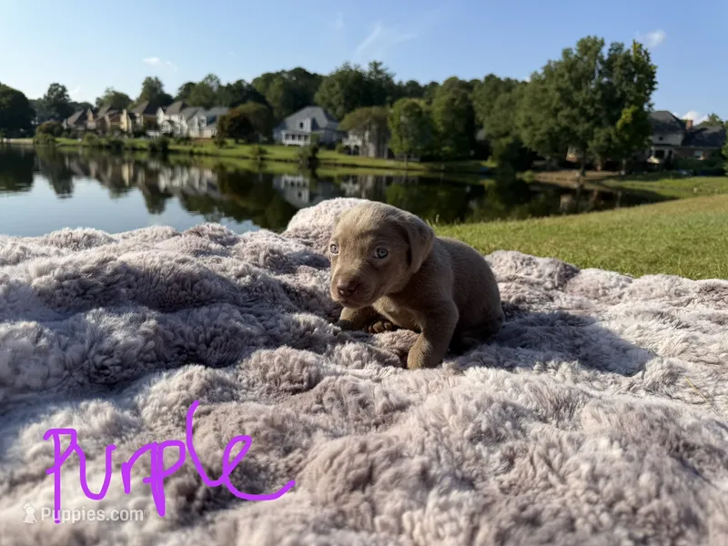 Purple – Labrador Retriever puppy for sale in Kennesaw, GA