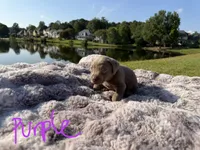 Purple, a female Labrador Retriever for sale in Kennesaw, GA – 1 of 8