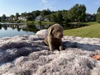 Green, a male Labrador Retriever for sale in Kennesaw, GA – 3 of 10