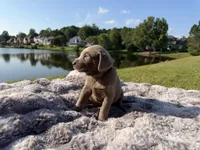 Black, a male Labrador Retriever for sale in Kennesaw, GA – 1 of 8