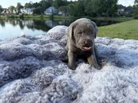 Blue, a male Labrador Retriever for sale in Kennesaw, GA – 7 of 10