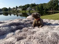 Orange, a male Labrador Retriever for sale in Kennesaw, GA – 6 of 6
