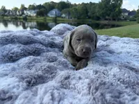 Blue, a male Labrador Retriever for sale in Kennesaw, GA – 4 of 10