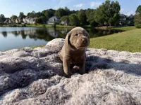 Black, a male Labrador Retriever for sale in Kennesaw, GA – 4 of 8