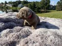 Red, a male Labrador Retriever for sale in Kennesaw, GA – 8 of 8