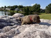 Pink, a female Labrador Retriever for sale in Kennesaw, GA – 6 of 6