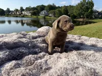 Black, a male Labrador Retriever for sale in Kennesaw, GA – 8 of 8