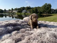 Green, a male Labrador Retriever for sale in Kennesaw, GA – 4 of 10