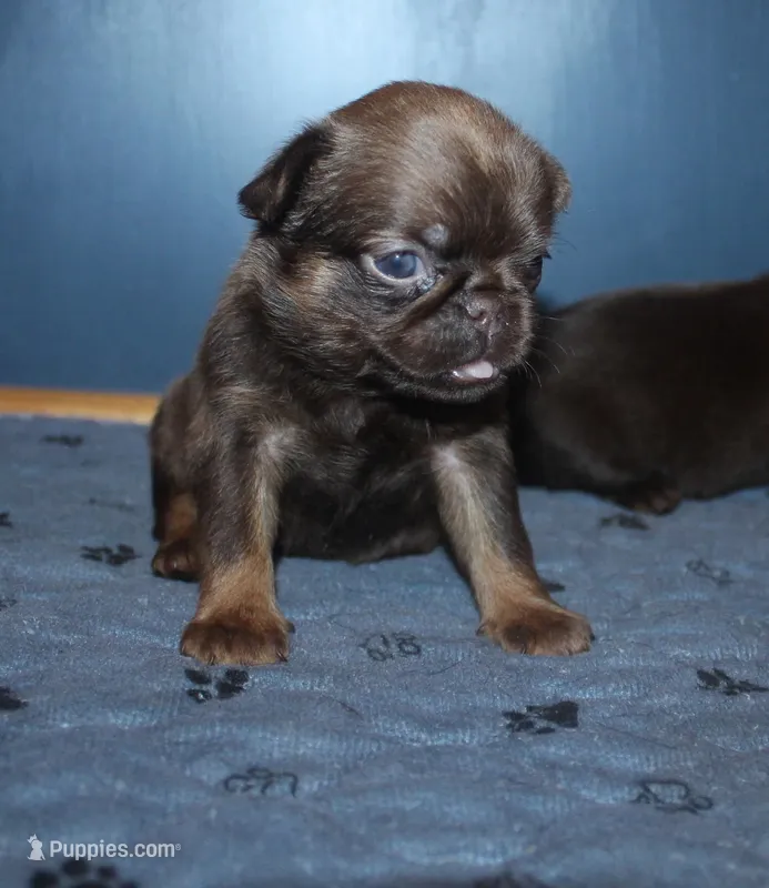 Choc tan F – Brussels Griffon puppy for sale in Gurley, AL