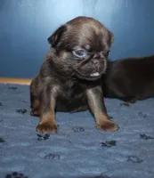 Choc tan F, a female Brussels Griffon for sale in Gurley, AL – 1 of 3