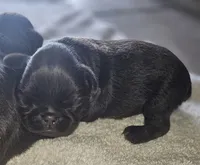 Choc tan girl, a female Brussels Griffon for sale in Gurley, AL – 5 of 5