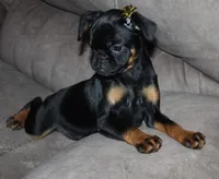 Bit, a female Brussels Griffon for sale in Gurley, AL – Photo 1 of 7