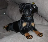 Bit, a female Brussels Griffon for sale in Gurley, AL – Photo 3 of 7