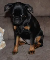 Bit, a female Brussels Griffon for sale in Gurley, AL – Photo 6 of 7