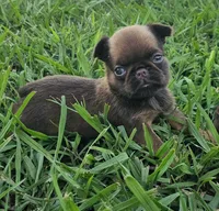 Choc Female, a female Brussels Griffon for sale in Gurley, AL – 2 of 9