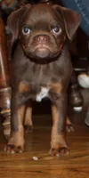 Chocolate tan boy, a male Brussels Griffon for sale in Gurley, AL – Photo 6 of 10