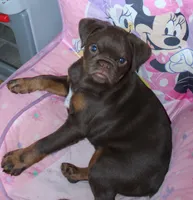 Chocolate tan boy, a male Brussels Griffon for sale in Gurley, AL – Photo 5 of 10