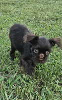 Choco , a female Brussels Griffon for sale in Gurley, AL – 4 of 7