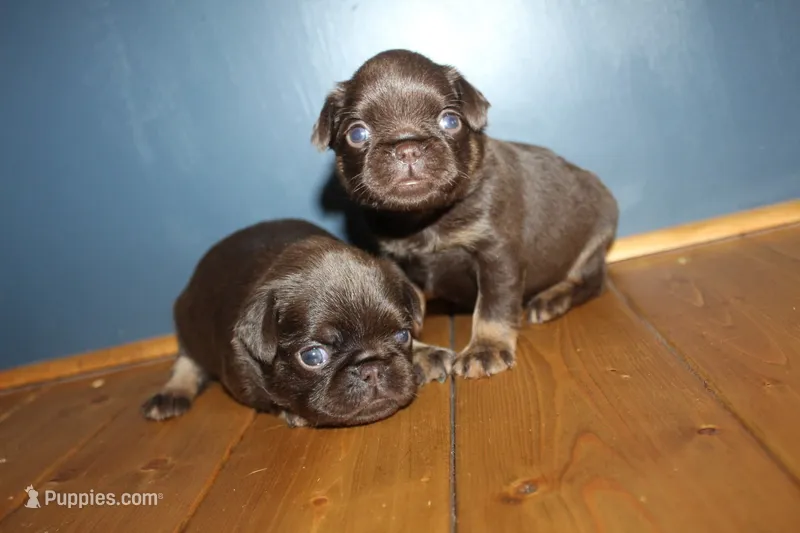 Choc tan girl – Brussels Griffon puppy for sale in Gurley, AL