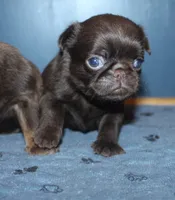 Choc girl 3 , a female Brussels Griffon for sale in Gurley, AL – 2 of 3