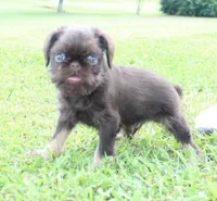 Chocolate tan boy, a male Brussels Griffon for sale in Gurley, AL – Photo 2 of 10