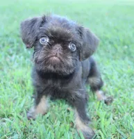 Chocolate tan boy, a male Brussels Griffon for sale in Gurley, AL – Photo 1 of 10