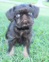 Chocolate tan boy, a male Brussels Griffon for sale in Gurley, AL – Photo 9 of 10