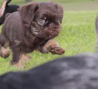 Chocolate tan boy, a male Brussels Griffon for sale in Gurley, AL – Photo 3 of 10